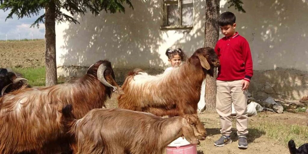 Çobanlık Yapan 11 Yaşındaki Öğrenci, Bursluluk Sınavından Tam Puan Aldı